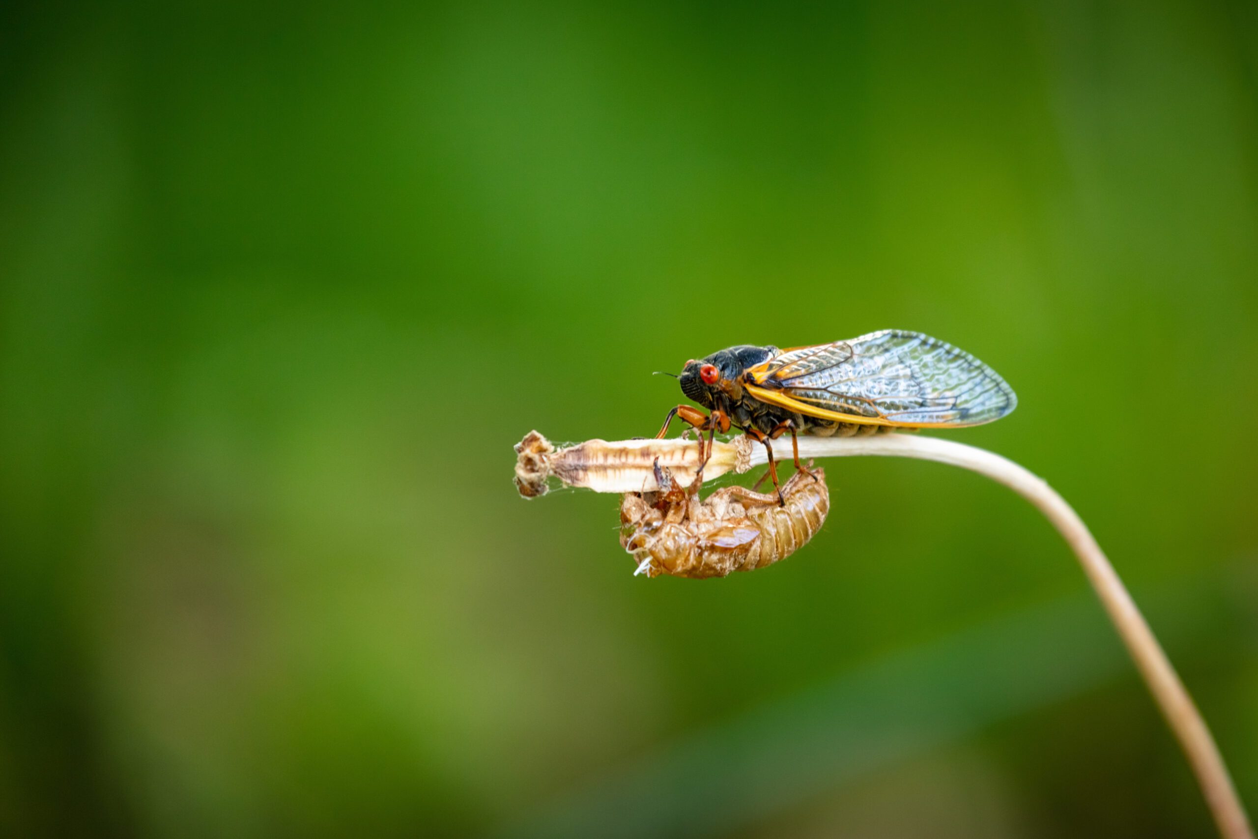 Bugging Out: Preventative Maintenance for Illinois Cicadas