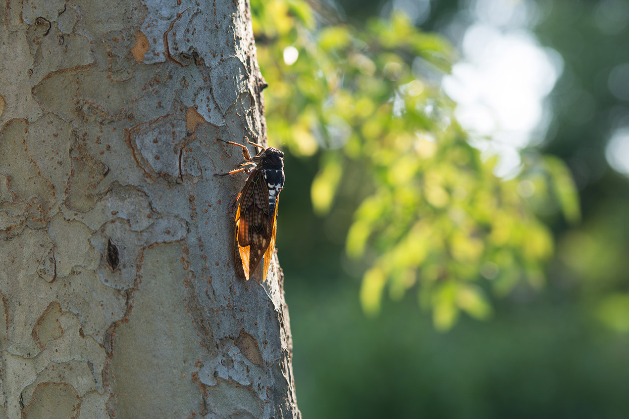 A Nuisance That Can Be ‘The Stuff Of Nightmares’: CRE Braces For The Swarming Of Cicadas